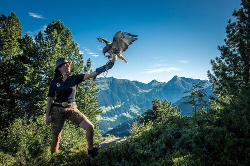 Die Adlerbühne am Ahorn präsentiert die Adlerdame den Adler auf ihren Arm.