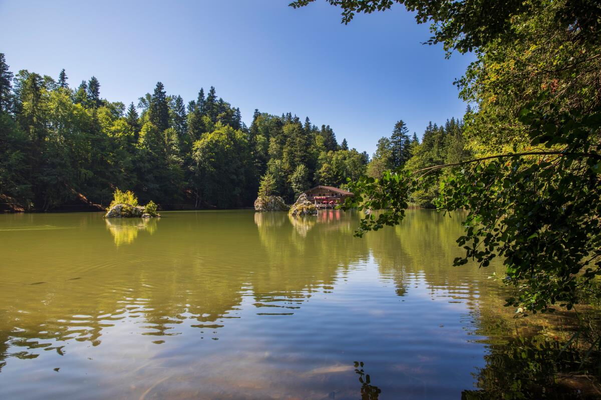 Waldsee nahe Riedhof im Sommer, Reintalersee 5 km vom Bauernhof in Breitenbach am Inn