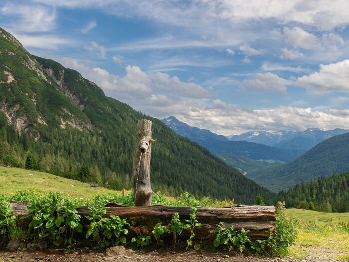 Green mountain valley with forest and a stream