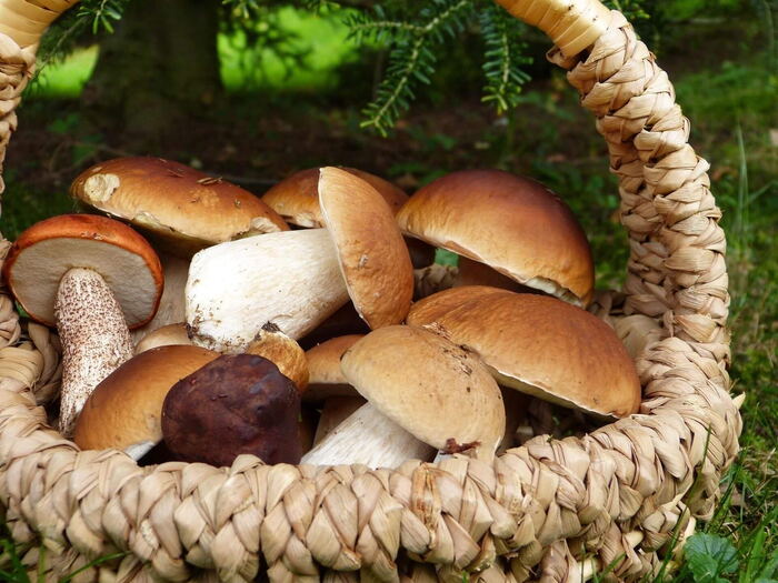 Waldgold: Pilze, Beeren und Wildpflanzen