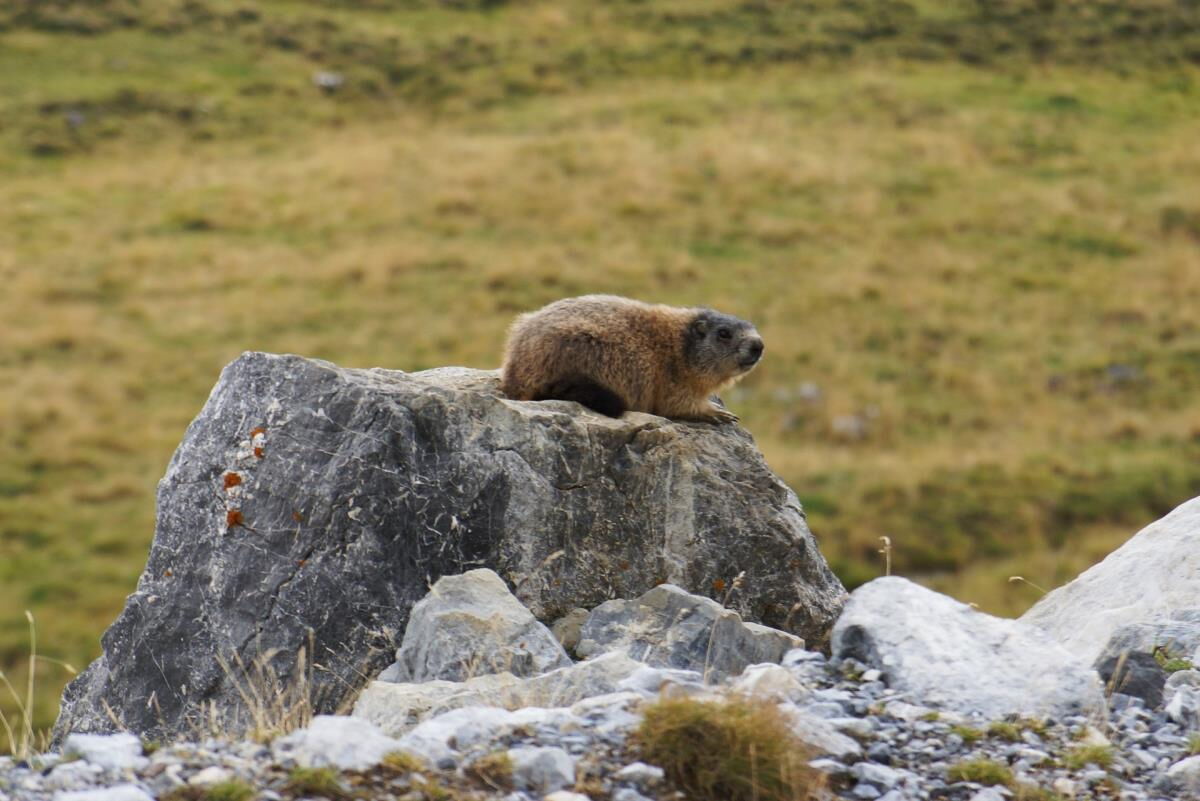Murmeltier sitzt auf einem Felsblock auf der Almwiese in den Tuxer Alpen, Tierbeobachtung rund um das Kochhäusl am Wattenberg