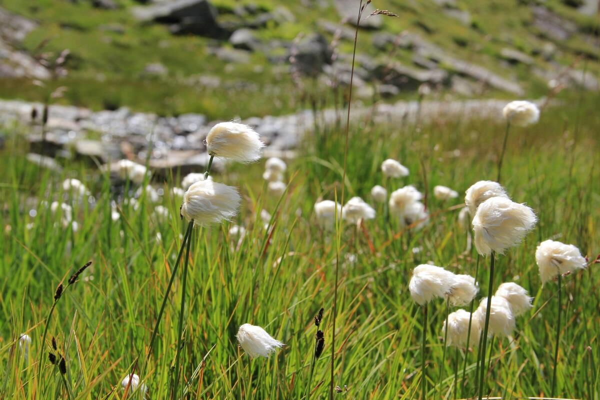 Wollgras auf Wiese im Pielachtal, stille Natur nahe Mühlenhütte im Mostviertel