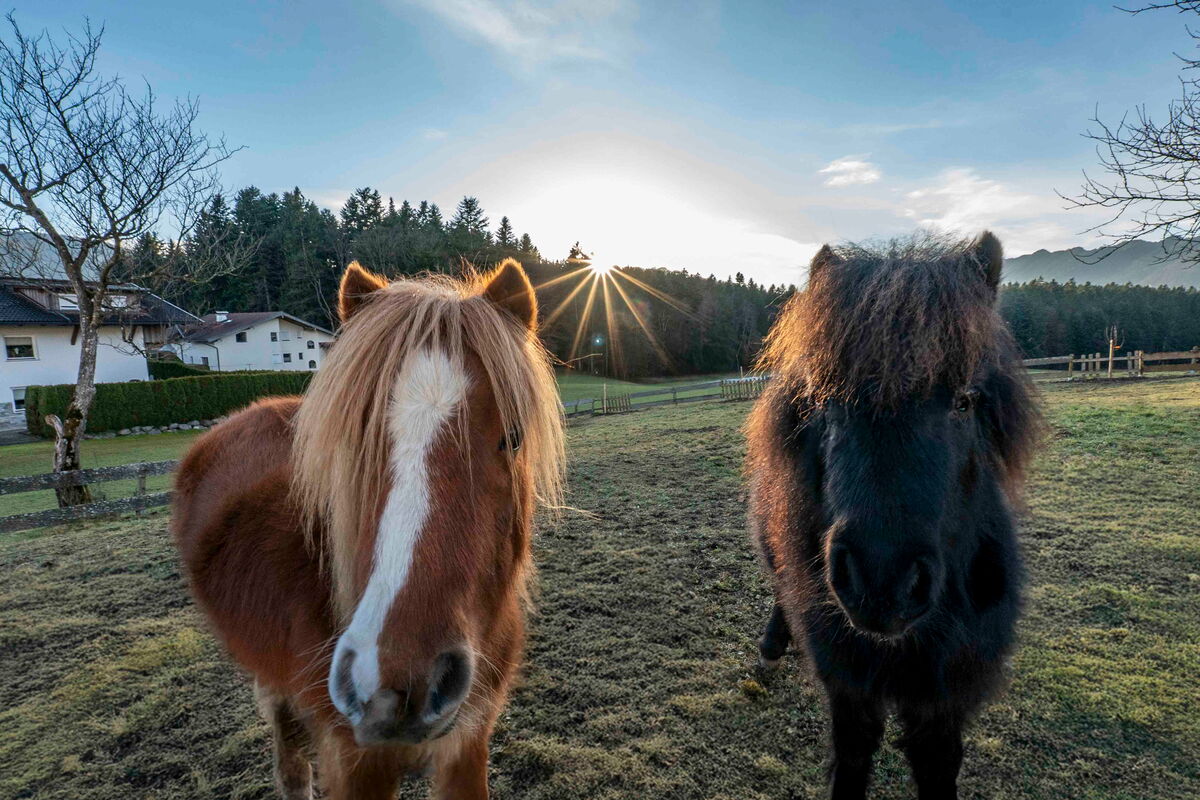 Zwei Ponys auf der Weide am Riedhof, Kinder dürfen mithelfen am Bauernhof in Tirol
