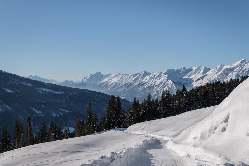 Alpenrehblick am Karwendelgebirge