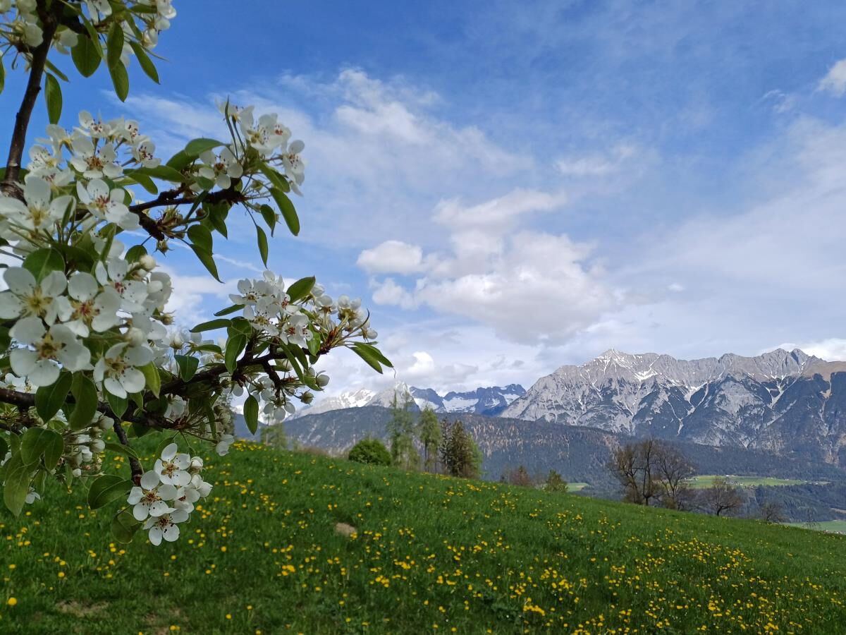 Blühender Apfelzweig auf der Frühlingswiese mit Blick auf das verschneite Karwendelgebirge, Aussicht von der Ferienwohnung Sternenhimmel am Kolsassberg
