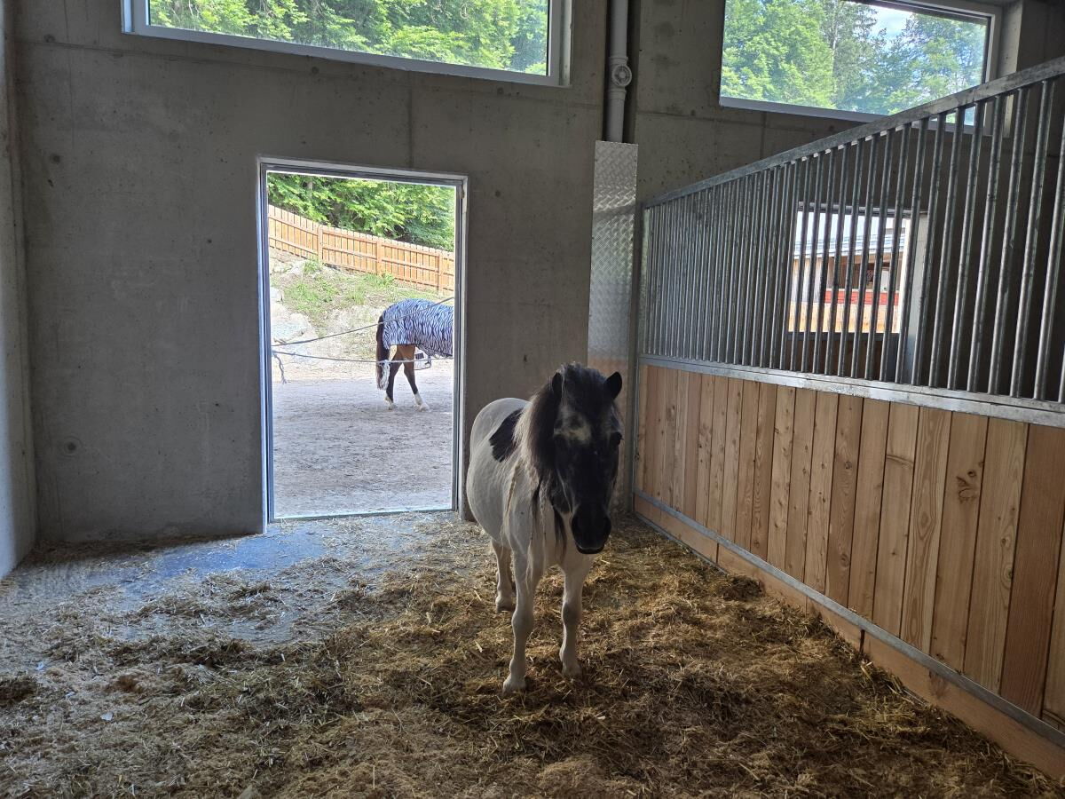 Piebald pony in the stable at the Pulvererhof in Gnadenwald, riding lessons and farm animals for guests of the Waldsicht am Karwendelgebirge holiday apartment