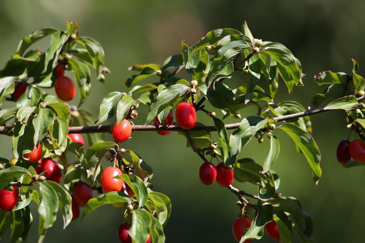 Rote Dirndlfrüchte (Kornelkirschen) im Pielachtal, Dirndltal Mostviertel nahe Mühlenhütte