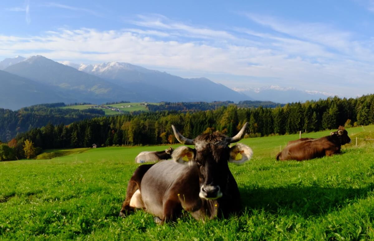 Tiroler Grauvieh auf einer Almwiese in der Silberregion Karwendel, in Sichtweite des Waldhüttls in Terfens.