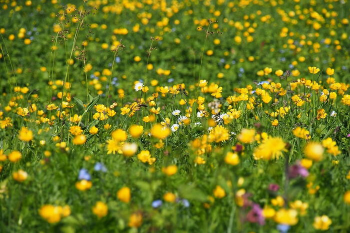 Alm meadows full of flowers – activity on a hut holiday