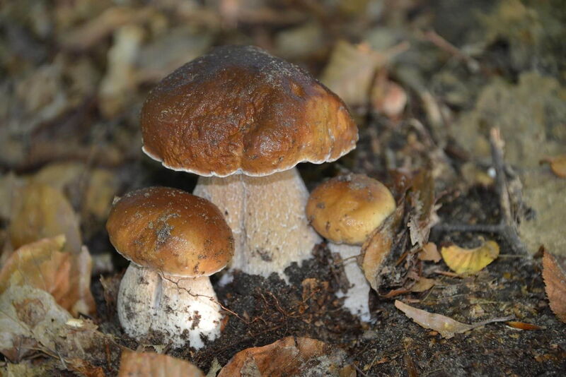 Hier wachsen die gern gesehenen Steinpilze aus dem Waldboden heraus.