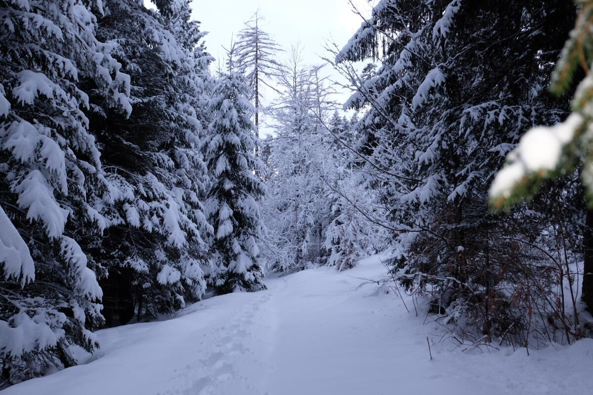 Snow-covered forest track on the Umlberg near the Grafenhäusl, winter walking in the Karwendel nature park