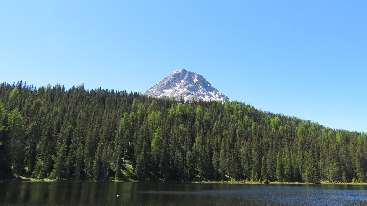 Bergsee mit dichtem Zirbenwald und einem noch verschneiten Gipfel dahinter in Kärnten