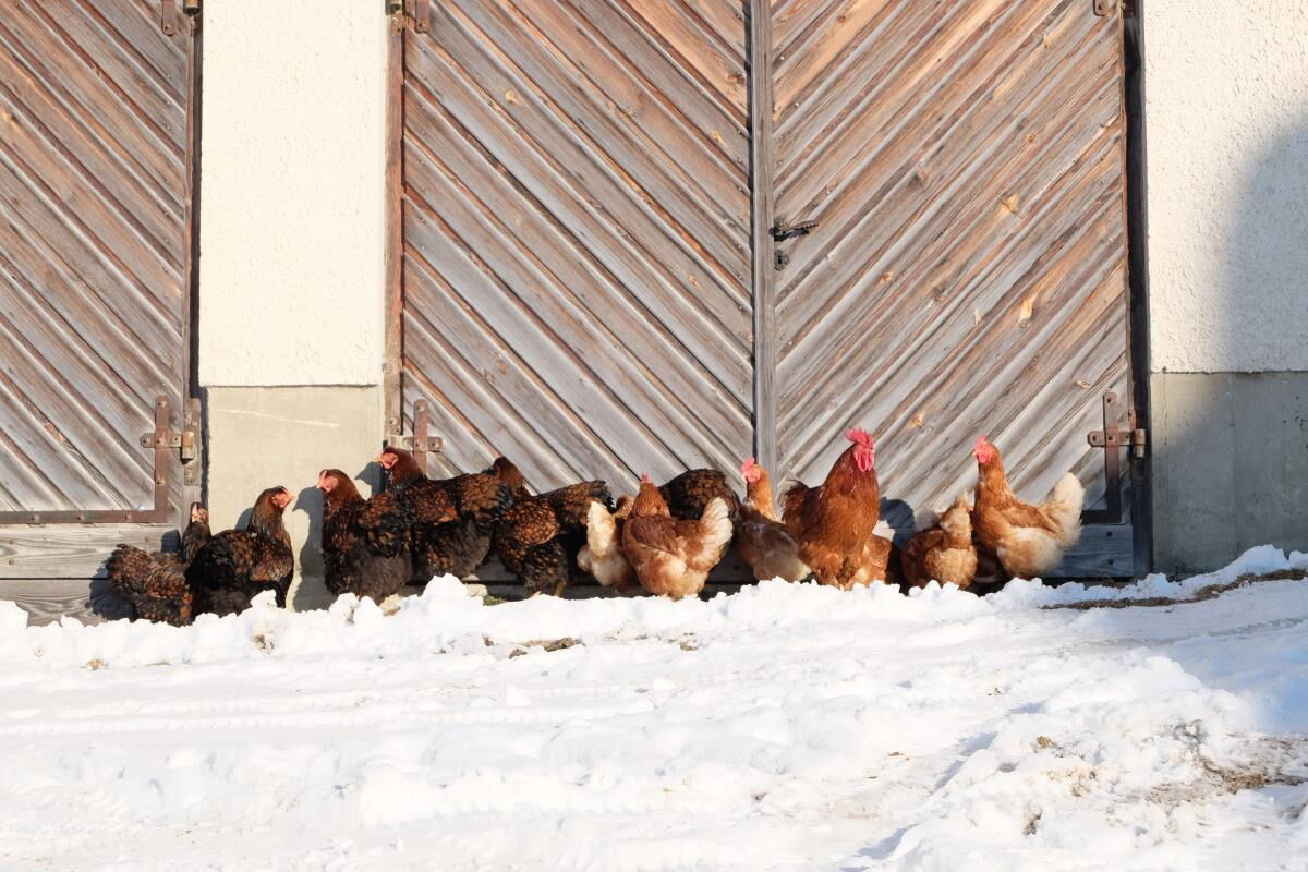 Chickens basking in front of a wooden barn in the snow, farm life around the Tiroler Hütte near the Karwendel range