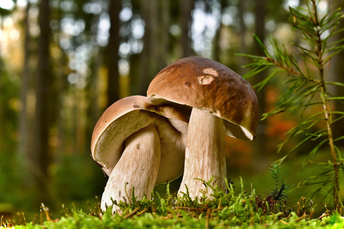 Steinpilz im Moos eines Mischwaldes in Niederösterreich, Herbstaufnahme.