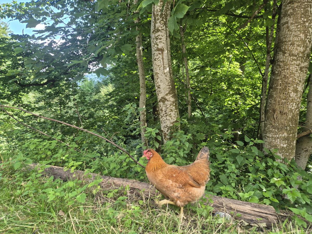 Freilaufendes Huhn zwischen Bäumen und Wiese am Pulvererhof in Gnadenwald, Urlaub am Hof mit Tieren für Gäste der Pferdeheimat am Karwendel