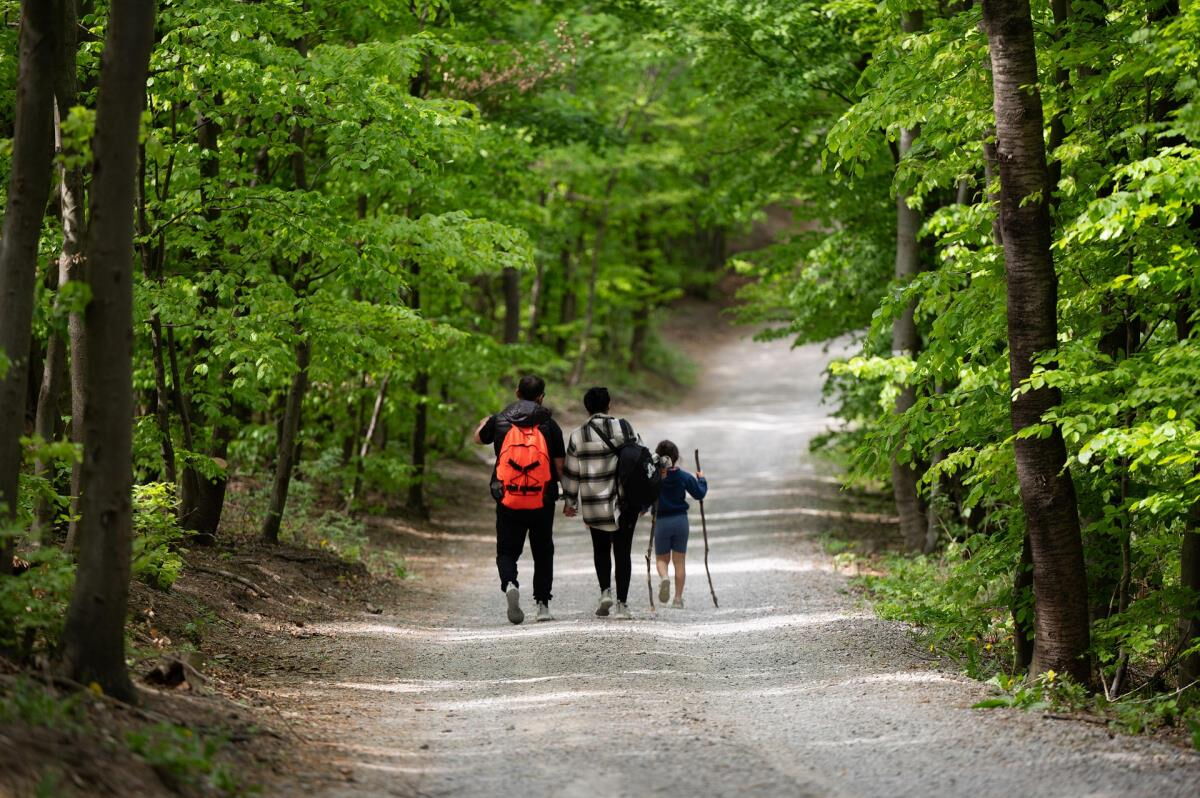 Familie auf einem Waldweg am Pielachtaler Rundwanderweg, 3 km von der Mühlenhütte im Mostviertel