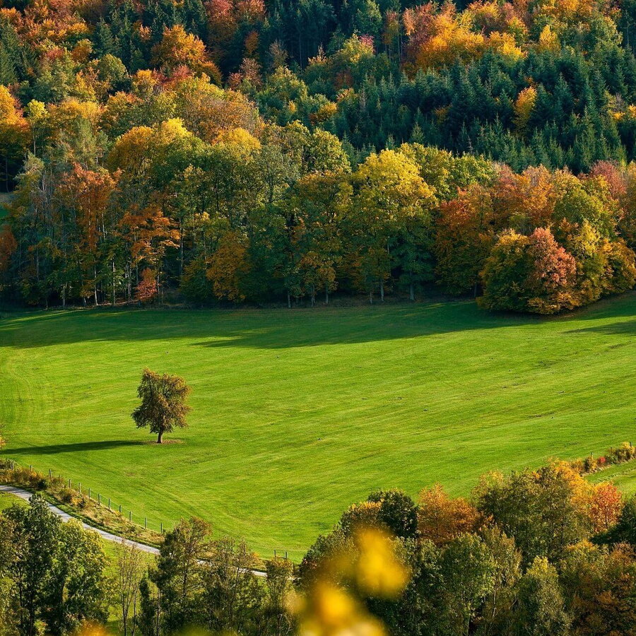 Verfärbte Bäume, aber noch grüne Wiesen leiten den Herbst ein.