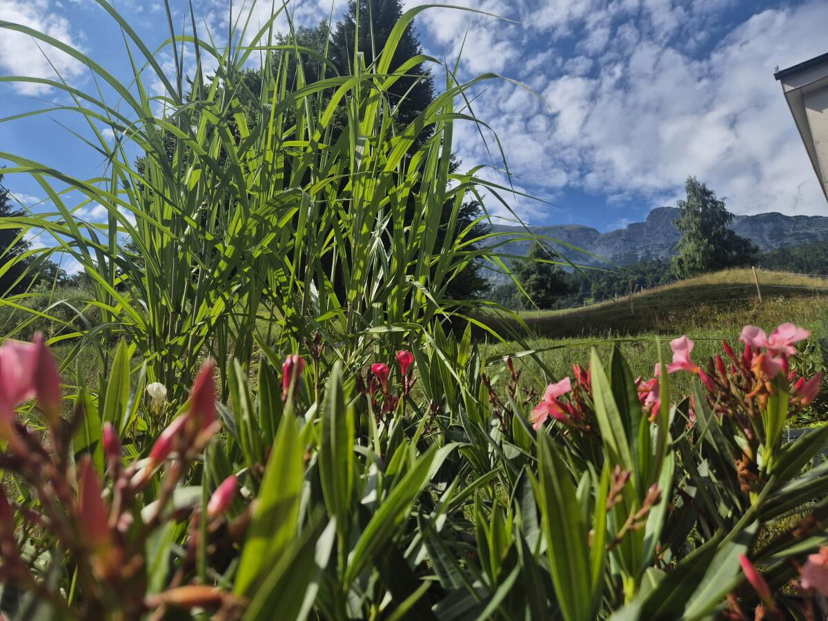 Flowering bed at the Pulvererhof in Gnadenwald with a view across the meadow to the mountains, summer at the Alpenfamilienglück holiday apartment