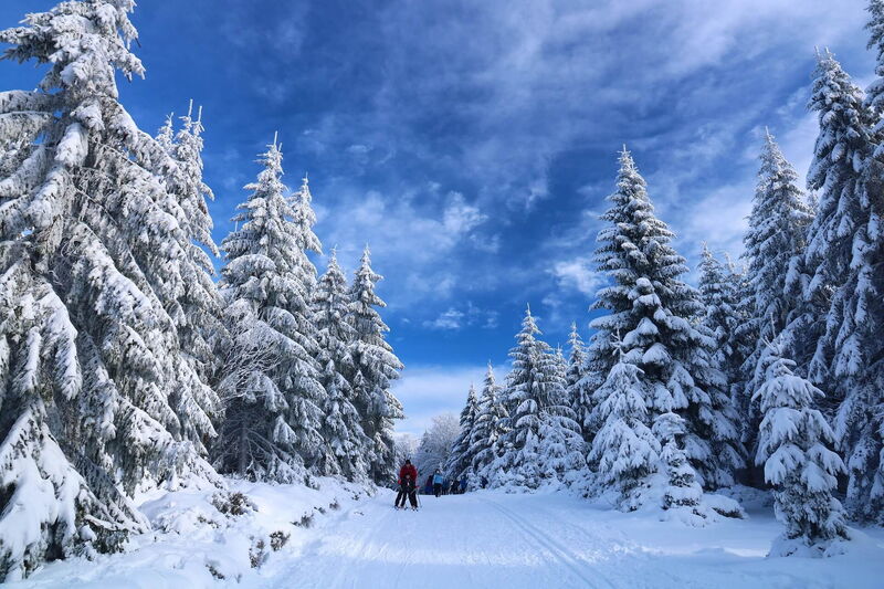 Deeply snow-covered spruces at the edge of the piste in the Hochrindl ski area under a blue sky