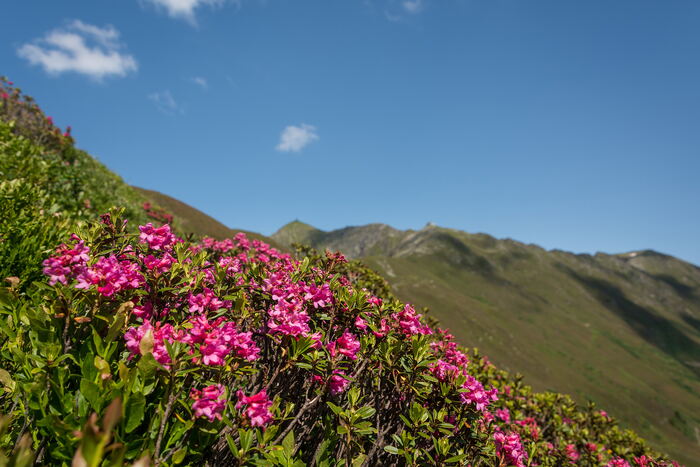 Imkerei Tratter – Alpine rose blossom