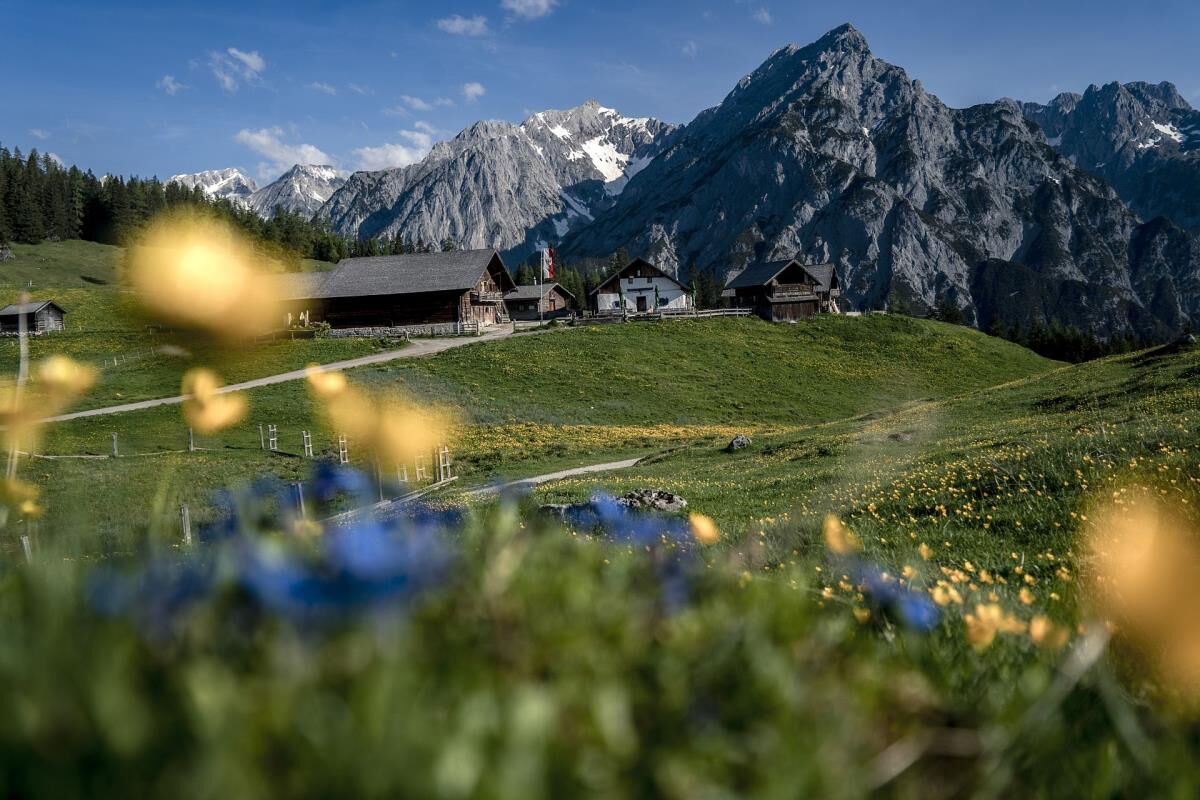 Blauer Enzian und gelbe Blumen auf der Almwiese, dahinter eine Almhütte und das Karwendelgebirge