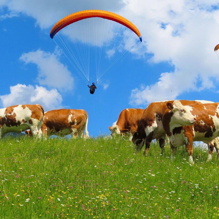 Über den Wolken: Paragleiten in den Bergen über eine Herde Kühe die auf der Weide grasen.