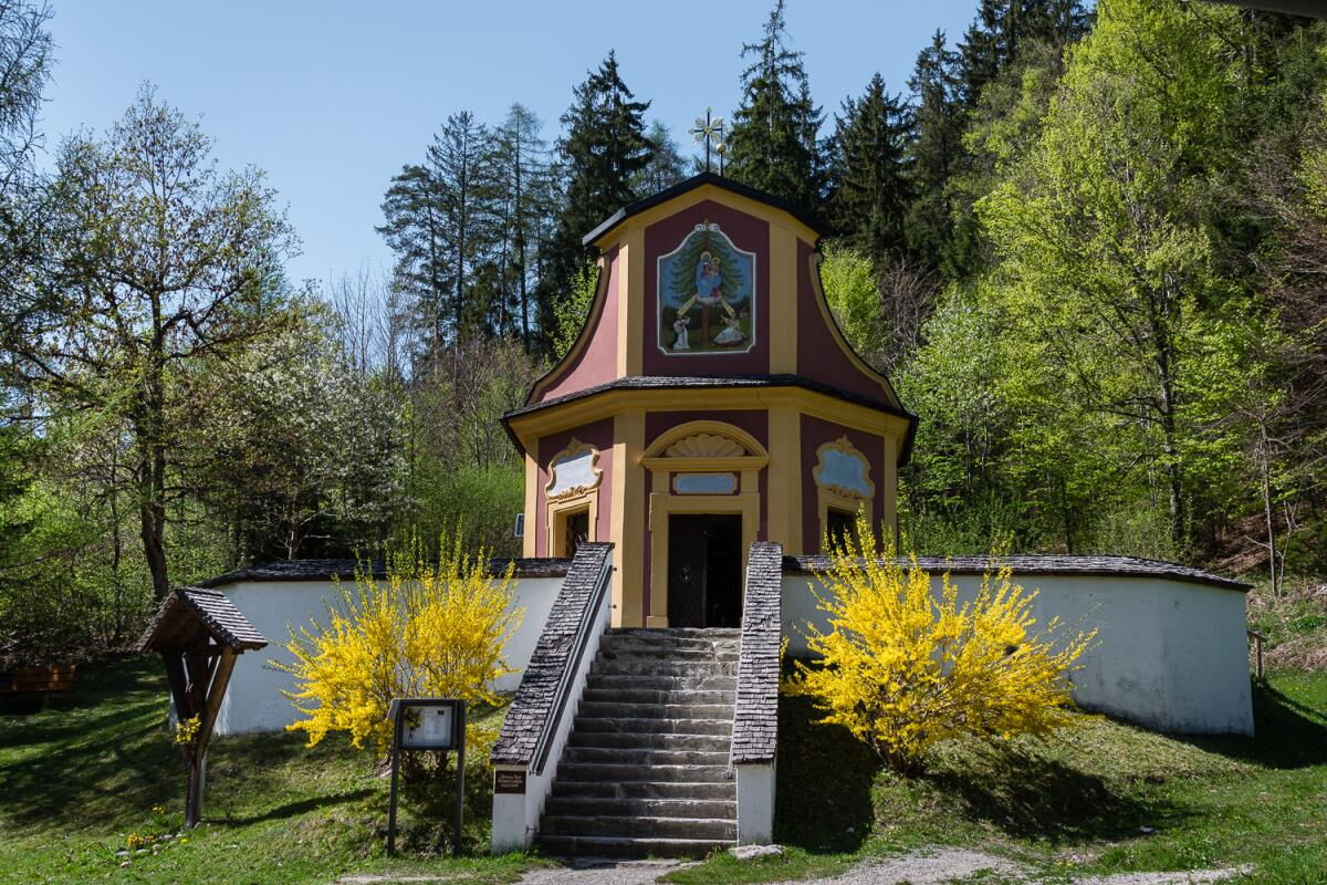 Small farm chapel with flowering forsythia in spring near the Karwendel, surroundings of the Tiroler Hütte in Tyrol