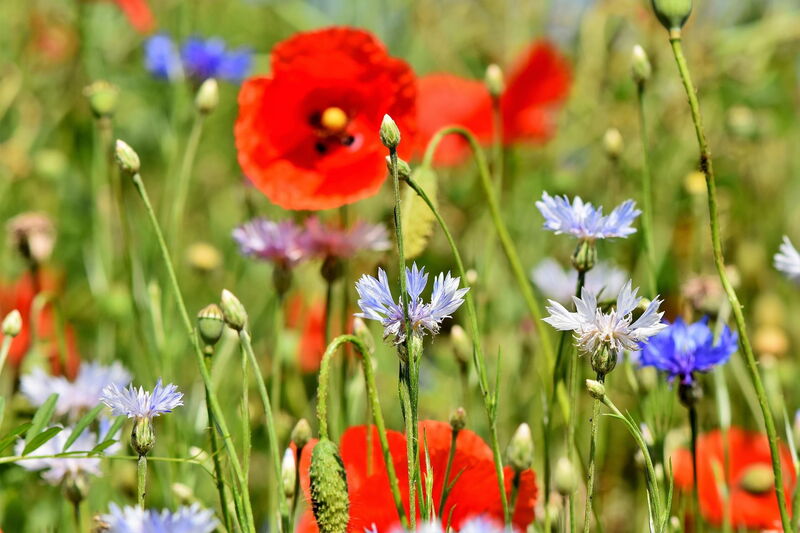 Colourful flower meadow with poppies and cornflowers
