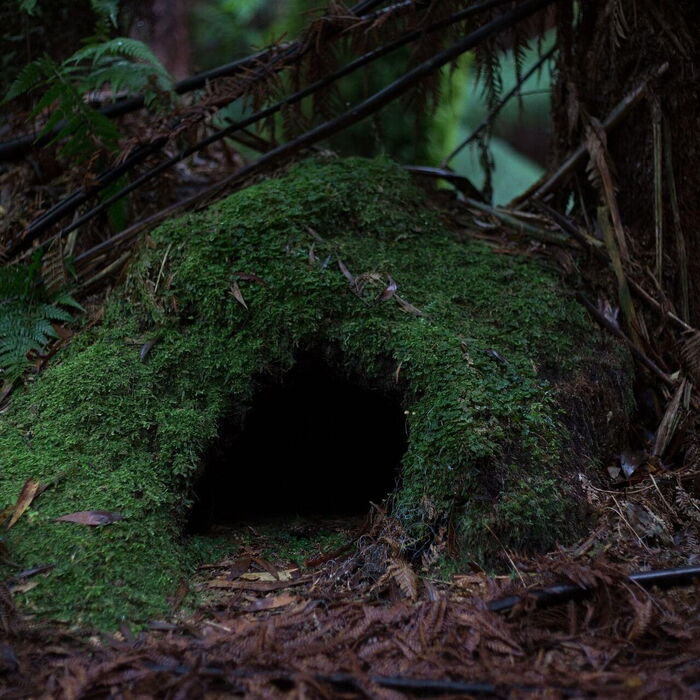 Im Wald ist eine Höhle mit ringsherum Sträucher und Äste.
