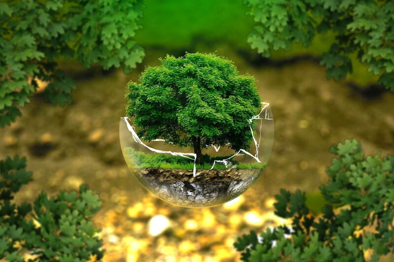 Ein Baum mit nährstoffreichem Boden und grünem Gras in einer zerbrochenen Glaskugel dargestellt.