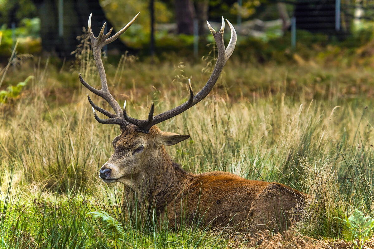 Liegender Hirsch in herbstlichem Gras in einem Wald in Niederösterreich.