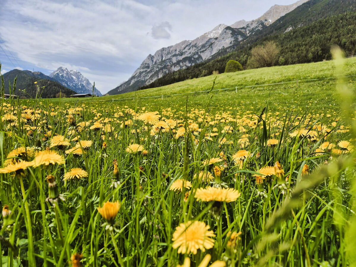 Bergwiese mit Löwenzahn am Alpenrehblick am Vomperberg, Sommer im Naturpark Karwendel in Tirol