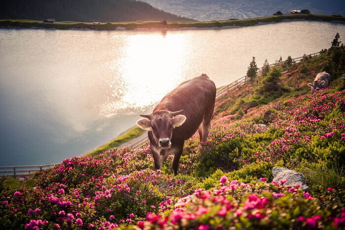 Kuh zwischen blühenden Almrosen am Bergsee über dem Inntal