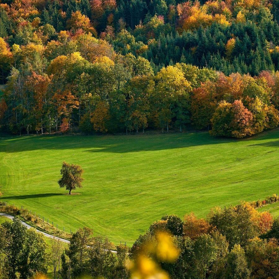 Verfärbte Bäume, aber noch grüne Wiesen leiten den Herbst ein.