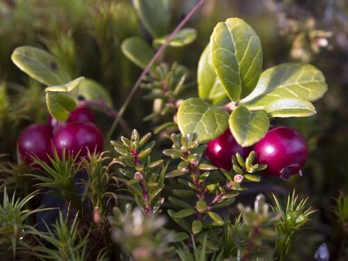 Wilde Preiselbeeren leuchten schön im dunklen rot vom Wald hervor.