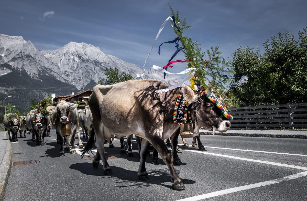 Geschmückte Kühe ziehen beim Almabtrieb über die Straße, dahinter die verschneiten Berge