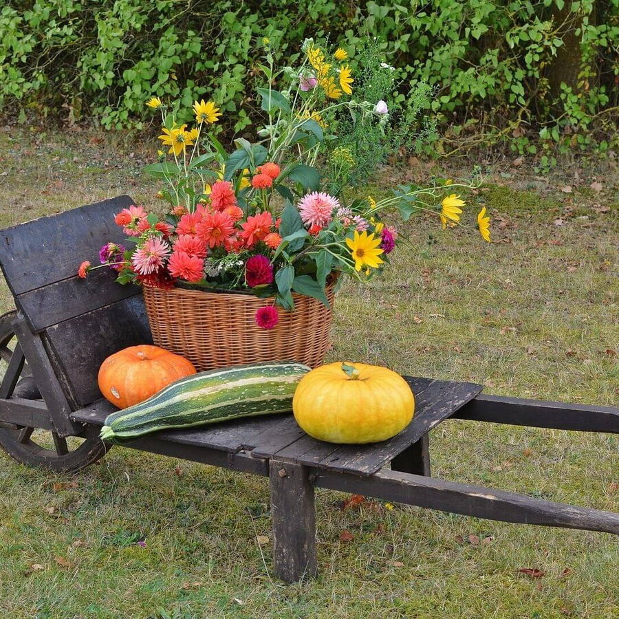 Herbstliche Erntedank-Dekoration auf einem rustikalen Holzgestell: Eine farbenfrohe Präsentation von Kürbissen, Kornähren und anderen Erntefrüchten, die die Schönheit der Jahreszeit betonen.