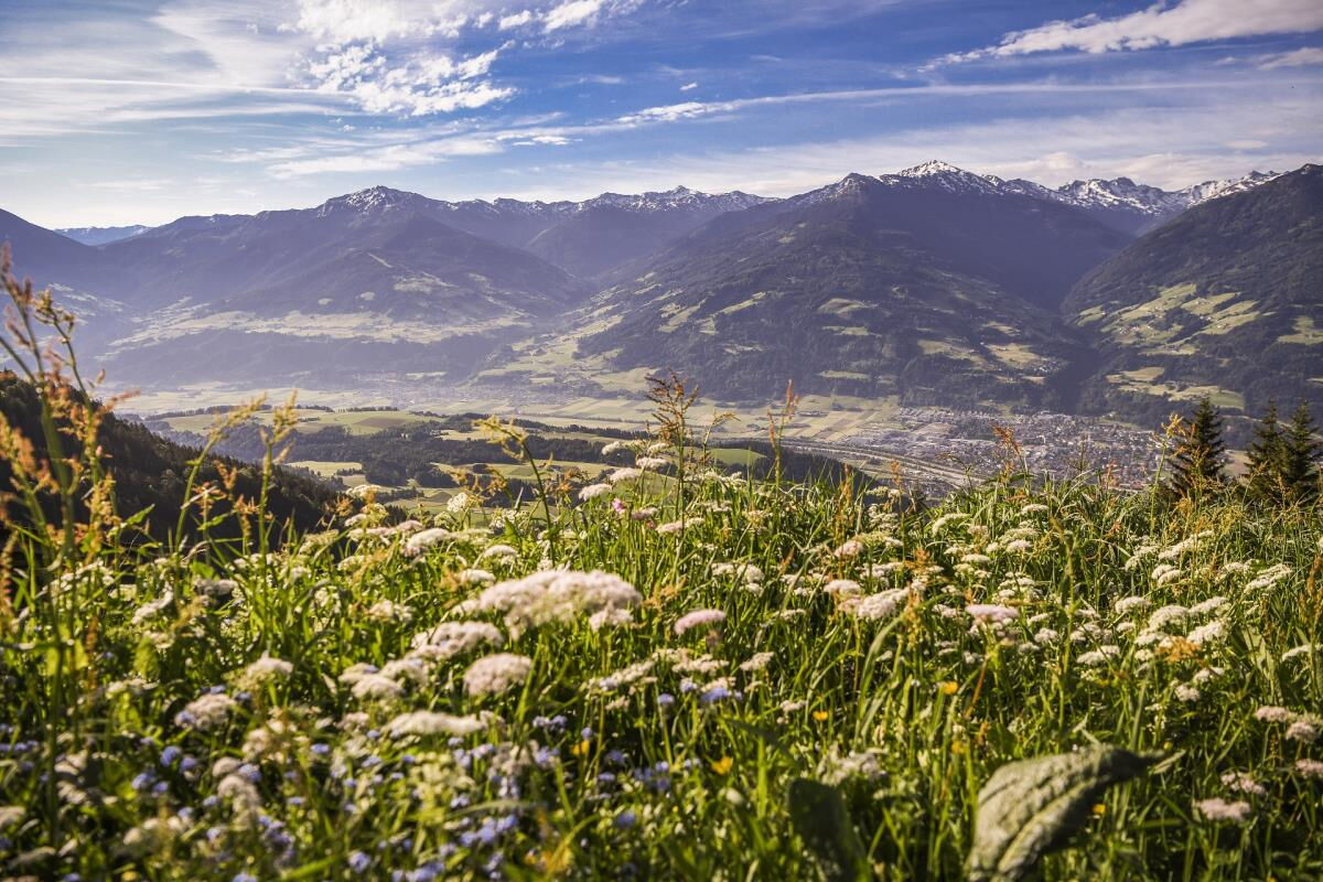 Flowering meadow plants in the foreground with a wide view over the Inn valley to the mountains, summer around the Waldsicht am Karwendelgebirge holiday apartment in Gnadenwald