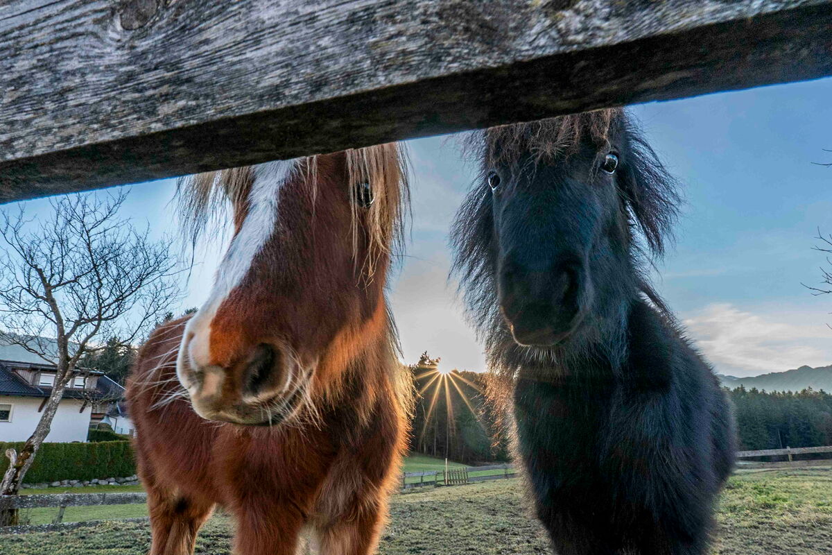 Ponys aus der Nähe am Zaun des Riedhofs, Bauernhofurlaub mit Tieren im Alpbachtal in Tirol