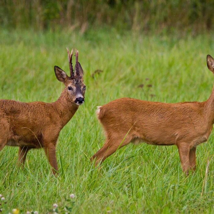 Die Wildtiere kommen im Morgengrauen sowie im der Abenddämmerung zum vorschein.
