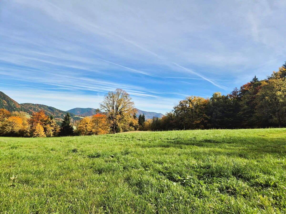 Wiese und Waldrand unter blauem Himmel rund um die Mühlenhütte, ruhige Alleinlage im Pielachtal