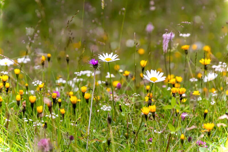 Bunte Wildblumenwiese mit Margeriten und alpinen Wildblumen in Niederösterreich, Sommer.