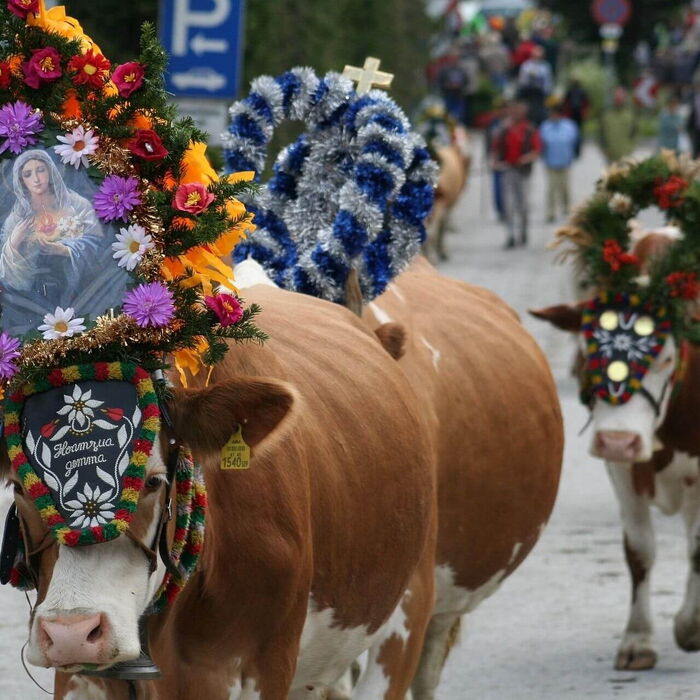 Wo Tradition noch gelebt wird: Beim Almabtrieb.