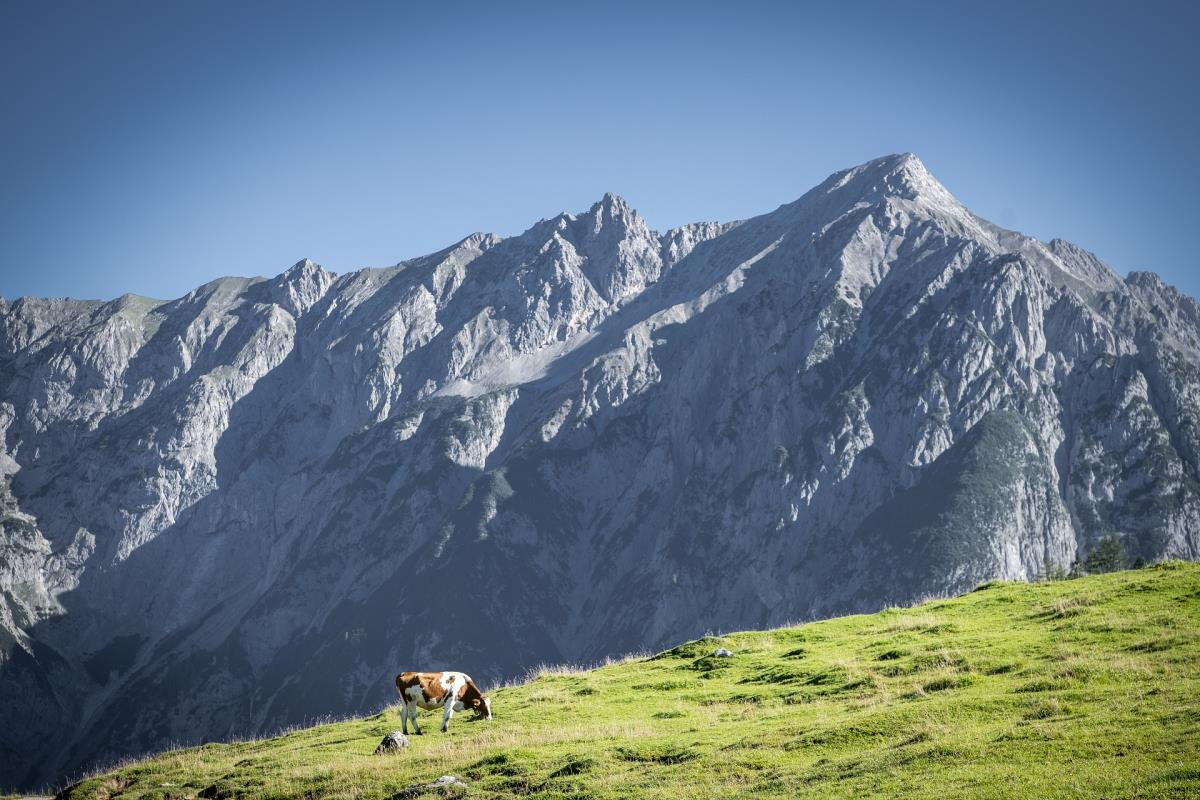 Kuh auf der grünen Almwiese vor der Felswand des Karwendelgebirges, Almsommer rund um die Pferdeheimat am Karwendel in Gnadenwald