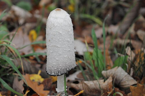 Ein Tintling Pilz ragt aus dem Waldboden hervor.
