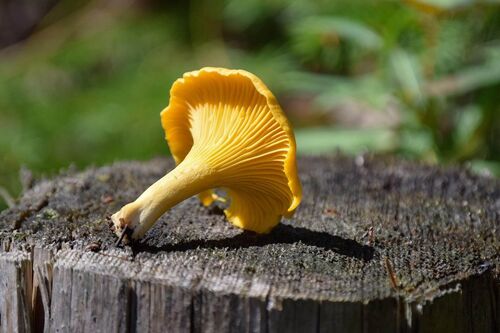 Ein Stück gold-gelber Pfifferling liegt auf einem Baumstamm und sonnt sich.