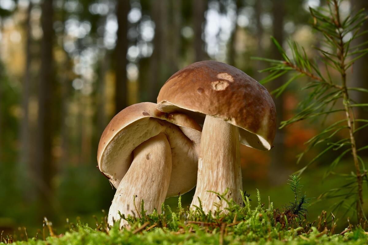 Steinpilz im Moos im Pielachtal-Wald, Pilze sammeln nahe Mühlenhütte im Mostviertel