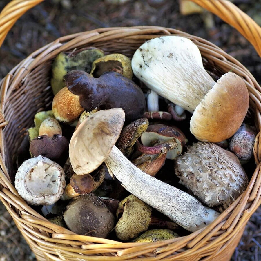Bunt gemischter Pilz Korb, die im Wald erobert worden sind.