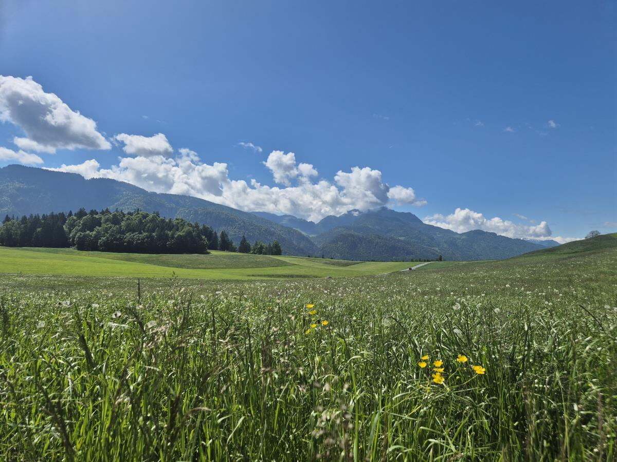 Blumenwiese mit Bergpanorama am Riedhof in Breitenbach am Inn, Sommer im Alpbachtal in Tirol