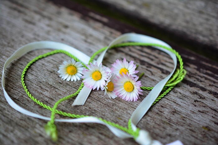Daisies laid out on a table with a heart-shaped ribbon around them.
